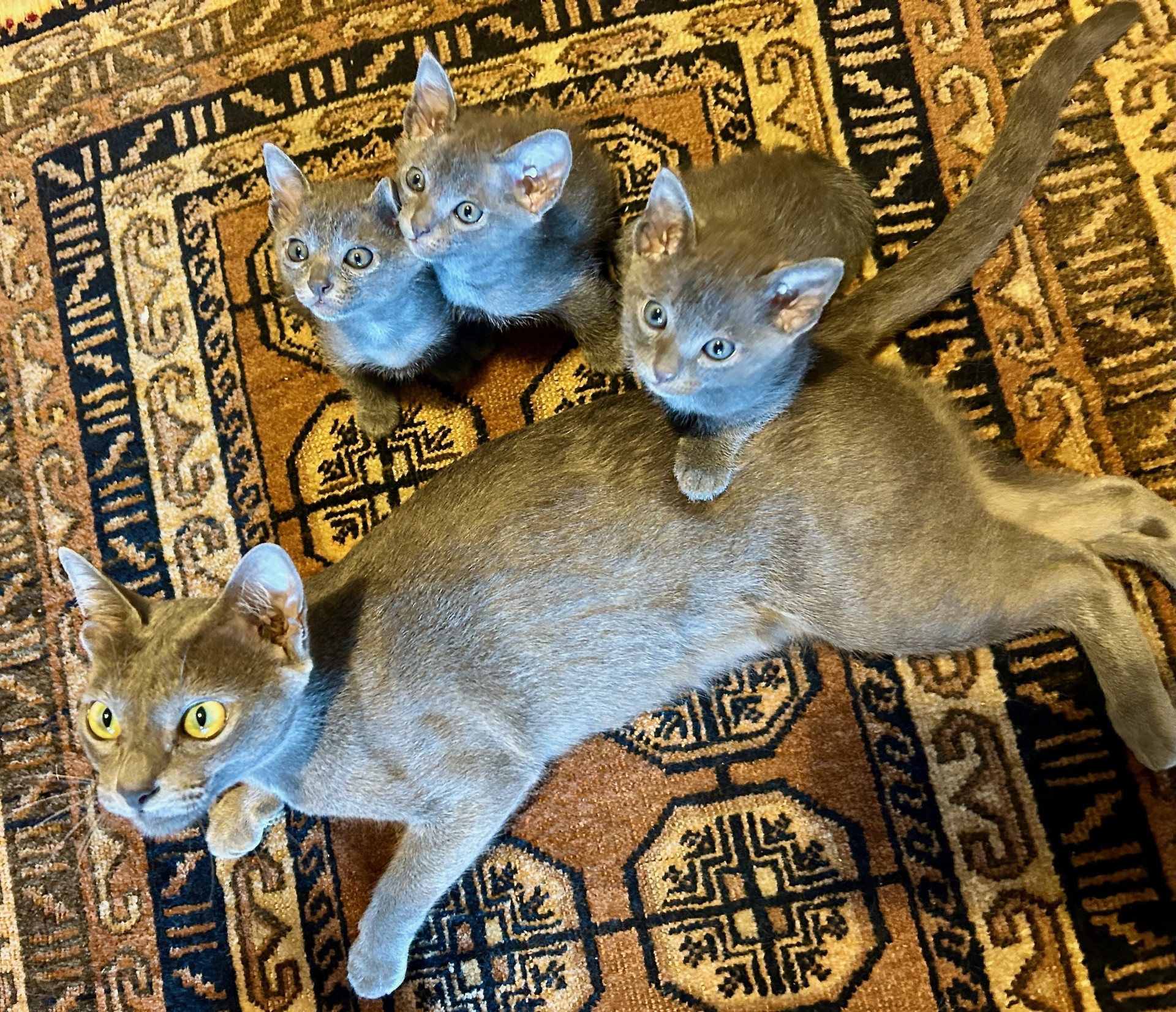 Popee's 1st litter at 5 weeks old